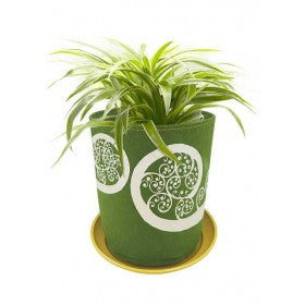 Live Wire Fern Fronds On Green Grow Bag